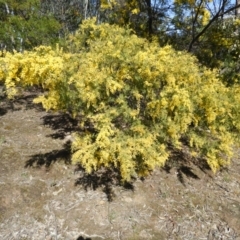 Acacia cardiophylla at Kambah, ACT - 1 Sep 2021 12:38 PM