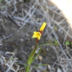 Diuris chryseopsis at Kambah, ACT - 1 Sep 2021