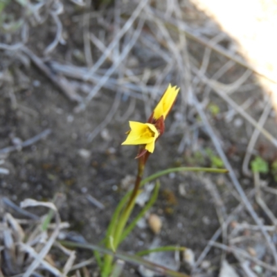 Diuris chryseopsis (Golden Moth) at Mount Taylor - 1 Sep 2021 by MatthewFrawley