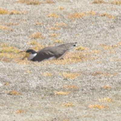 Vanellus miles (Masked Lapwing) at Hawker, ACT - 1 Sep 2021 by AlisonMilton