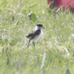 Vanellus miles at Hawker, ACT - 1 Sep 2021 01:05 PM