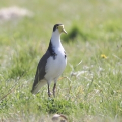 Vanellus miles at Hawker, ACT - 1 Sep 2021