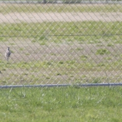 Vanellus miles at Hawker, ACT - 1 Sep 2021 01:05 PM