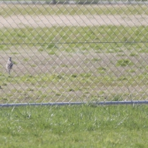 Vanellus miles at Hawker, ACT - 1 Sep 2021 01:05 PM