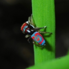 Maratus splendens (Splendid peacock spider) at Club Terrace, VIC - 2 Oct 2015 by Harrisi