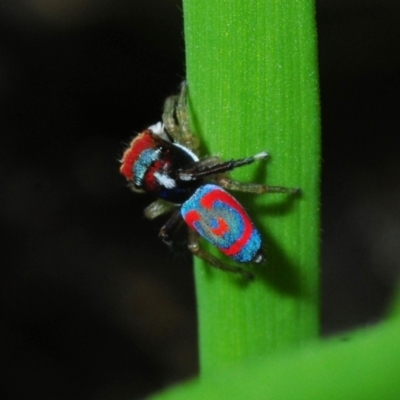 Unidentified Jumping or peacock spider (Salticidae) at Club Terrace, VIC - 2 Oct 2015 by Harrisi