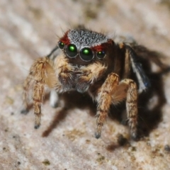Unidentified Jumping & peacock spider (Salticidae) (TBC) at Wangandary, VIC - 8 Oct 2014 by Harrisi