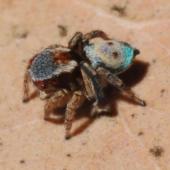 Maratus inaquosus at Wangandary, VIC - 8 Oct 2014 09:09 PM