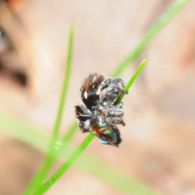 Unidentified Jumping or peacock spider (Salticidae) at Wangandary, VIC - 7 Oct 2014 by Harrisi
