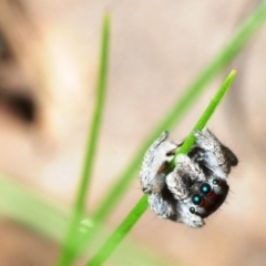 Maratus calcitrans at Wangandary, VIC - suppressed