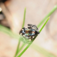 Maratus calcitrans at Wangandary, VIC - suppressed
