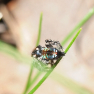 Maratus calcitrans at Wangandary, VIC - suppressed