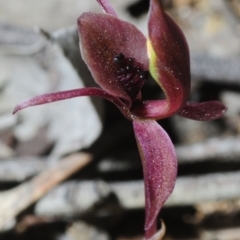 Chiloglottis x pescottiana (Bronze Bird Orchid) at Wangandary, VIC - 6 Oct 2014 by Harrisi