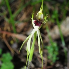 Caladenia parva (Brown-clubbed Spider Orchid) at Warby-Ovens National Park - 6 Oct 2014 by Harrisi