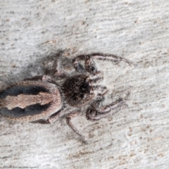 Sandalodes superbus (Ludicra Jumping Spider) at Black Mountain - 1 Sep 2021 by Roger