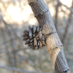 Allocasuarina verticillata at Calwell, ACT - 10 Aug 2021