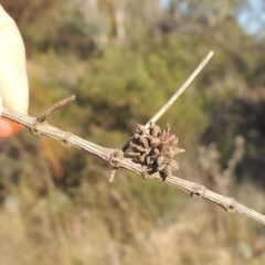 Allocasuarina verticillata at Calwell, ACT - 10 Aug 2021 04:01 PM