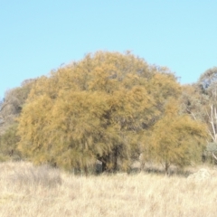 Allocasuarina verticillata at Calwell, ACT - 10 Aug 2021