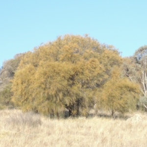 Allocasuarina verticillata at Calwell, ACT - 10 Aug 2021 04:01 PM