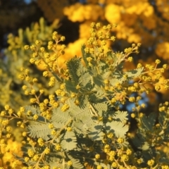 Acacia baileyana (Cootamundra Wattle, Golden Mimosa) at Calwell, ACT - 10 Aug 2021 by michaelb