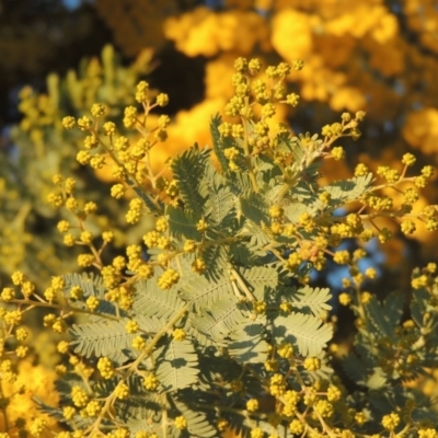 Acacia baileyana (Cootamundra Wattle, Golden Mimosa) at Tuggeranong Hill - 10 Aug 2021 by michaelb