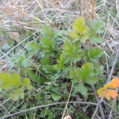 Erodium crinitum (Native Crowfoot) at Calwell, ACT - 10 Aug 2021 by MichaelBedingfield
