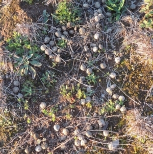 Oryctolagus cuniculus at Conder, ACT - 10 Aug 2021