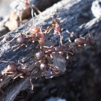Papyrius nitidus (Shining Coconut Ant) at Symonston, ACT - 2 Sep 2021 by rawshorty