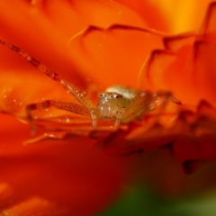 Thomisidae sp. (family) (Unidentified Crab spider or Flower spider) at Pearce, ACT - 2 Sep 2021 by Shell