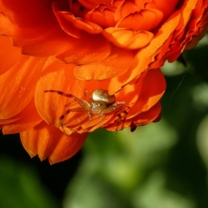 Thomisidae (family) at Pearce, ACT - suppressed