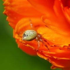 Thomisidae (family) at Pearce, ACT - suppressed