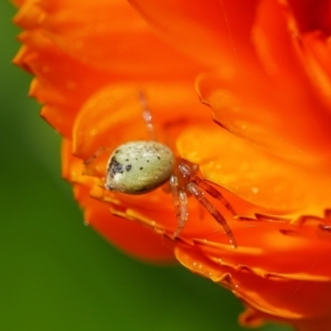 Thomisidae (family) at Pearce, ACT - suppressed