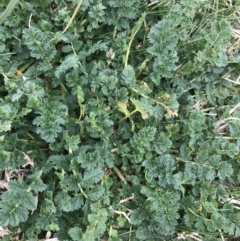 Erodium cicutarium at Hughes, ACT - 28 Aug 2021 01:27 PM