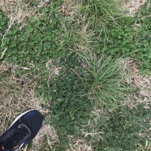 Erodium cicutarium at Hughes, ACT - 28 Aug 2021 01:27 PM