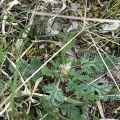 Erodium botrys (Long Storksbill) at Deakin, ACT - 28 Aug 2021 by Tapirlord