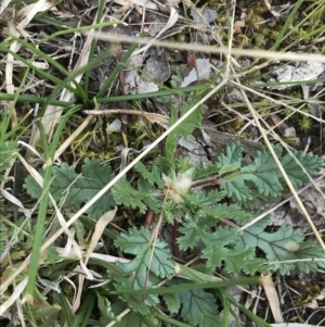 Erodium botrys at Deakin, ACT - 28 Aug 2021