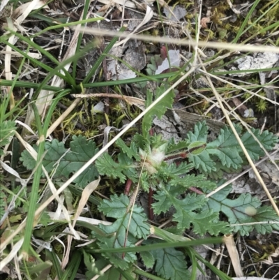 Erodium botrys (Long Storksbill) at Deakin, ACT - 28 Aug 2021 by Tapirlord