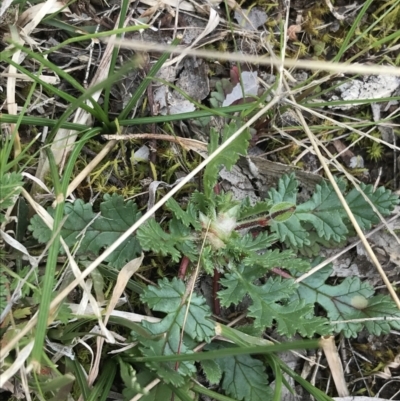 Erodium botrys (Long Storksbill) at Deakin, ACT - 28 Aug 2021 by Tapirlord