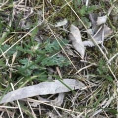 Erodium botrys at Deakin, ACT - 28 Aug 2021