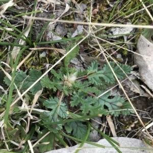 Erodium botrys at Deakin, ACT - 28 Aug 2021 01:20 PM