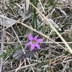 Romulea rosea var. australis (Onion Grass) at Deakin, ACT - 28 Aug 2021 by Tapirlord