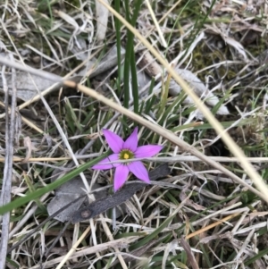 Romulea rosea var. australis at Deakin, ACT - 28 Aug 2021