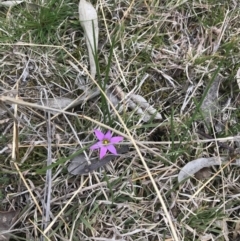 Romulea rosea var. australis at Deakin, ACT - 28 Aug 2021