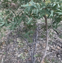 Eucalyptus viminalis (Ribbon Gum) at Deakin, ACT - 28 Aug 2021 by Tapirlord