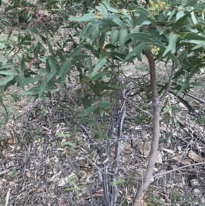 Eucalyptus viminalis at Deakin, ACT - 28 Aug 2021