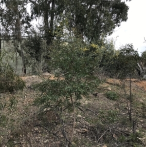 Eucalyptus viminalis at Deakin, ACT - 28 Aug 2021