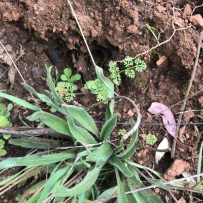 Daucus glochidiatus (Australian Carrot) at Red Hill Nature Reserve - 28 Aug 2021 by Tapirlord