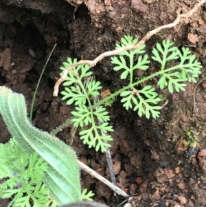 Daucus glochidiatus at Deakin, ACT - 28 Aug 2021 12:45 PM