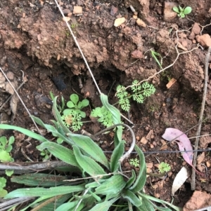 Daucus glochidiatus at Deakin, ACT - 28 Aug 2021 12:45 PM