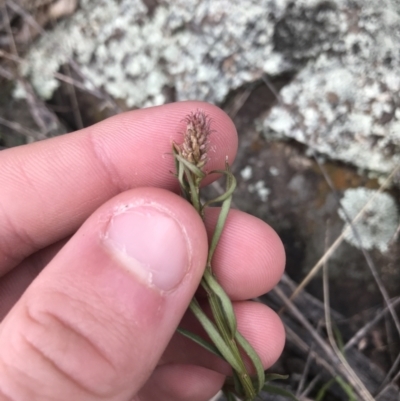 Stackhousia monogyna (Creamy Candles) at Deakin, ACT - 28 Aug 2021 by Tapirlord